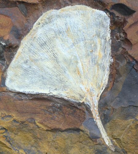 Fossil Ginkgo Leaf From North Dakota - Paleocene #58969